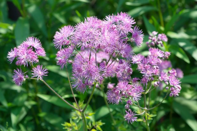 Василистник водосборолистный (Thalictrum aquilegifolium) Василистник водосборолистный (Thalictrum aquilegifolium)