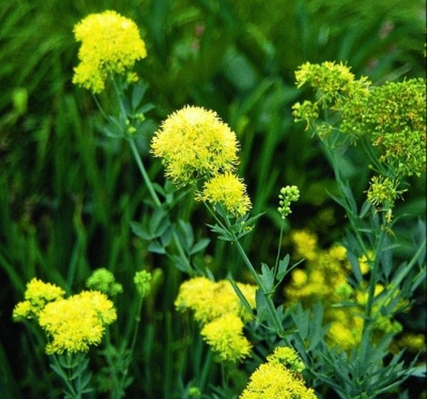 Василистник жёлтый «Тру Блю» (Thalictrum flavum L. 'True Blue') Василистник жёлтый «Тру Блю» (Thalictrum flavum L. 'True Blue')