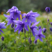 Водосбор, или орлик, или аквилегия (лат. Aquilegia) Водосбор, или орлик, или аквилегия (лат. Aquilegia)