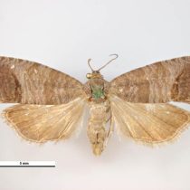 Яблонная плодожорка (Laspeyresia pomonella) Яблонная плодожорка (Laspeyresia pomonella)