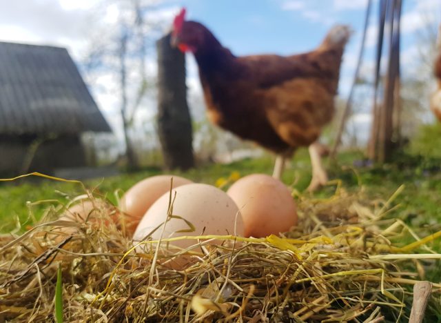 Если вам нужны куры только для получения яйца на летний период – берите яичный кросс. Но вкусной курятины вы не получите