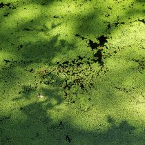 Удалите любую застойную воду и убедитесь, что у вас есть надлежащая дренажная система, чтобы слепням было тяжелее размножаться Удалите любую застойную воду и убедитесь, что у вас есть надлежащая дренажная система, чтобы слепням было тяжелее размножаться