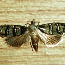 Желудевая плодожорка (Laspeyresia splendana) Желудевая плодожорка (Laspeyresia splendana)