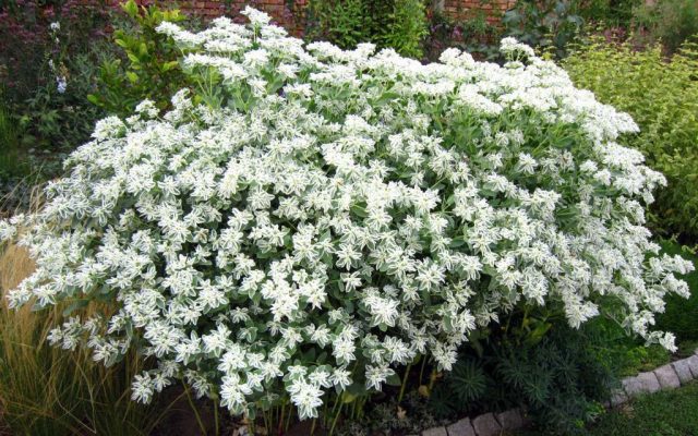 Эуфорбия маргината (Euphorbia marginata), или молочай окаймленный Эуфорбия маргината (Euphorbia marginata), или молочай окаймленный