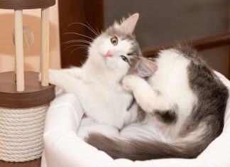 Блохи дома — откуда и как избавиться?