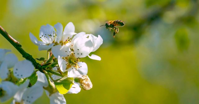 Когда в начале лета деревья не только наращивают зелёную массу, но и начинают формировать плоды, подкормки должны быть и обильными, и разнообразными по составу и способу внесения