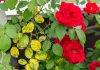 8 заболеваний роз, о которых должен знать каждый