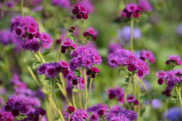 Агератум (Ageratum) Агератум (Ageratum)