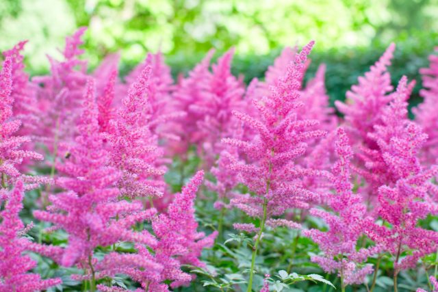 Астильба (Astilbe) Астильба (Astilbe)