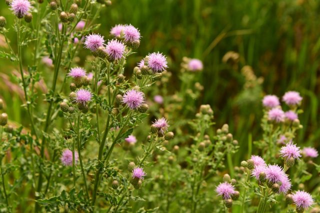 Бодяк полевой, или осот розовый — боремся с сорняком