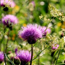 Бодяк полевой (Cirsium arvense) – представитель семейства Астровые. Образовывает прямостоячие голые ветвистые стебли высотой 150-160 см