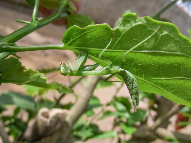 Немалую роль в распространении богомолов в нетипичных для них краях играет уменьшение сельскохозяйственной деятельности в европейской части России Немалую роль в распространении богомолов в нетипичных для них краях играет уменьшение сельскохозяйственной деятельности в европейской части России