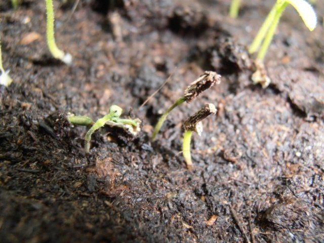 Чтобы снизить риск заболевания корней калебрахоа,постарайтесь обеспечить хороший приток воздуха, чтобы растения активно росли. Избегайте повторного использования контейнеров, если они не продезинфицированы должным образом