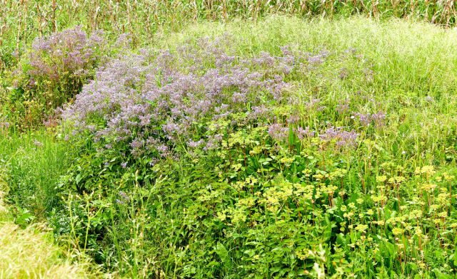 Бурачник (Borago) – однолетнее или недолговечное многолетнее травянистое шероховато-опушенное растение семейства Бурачниковые