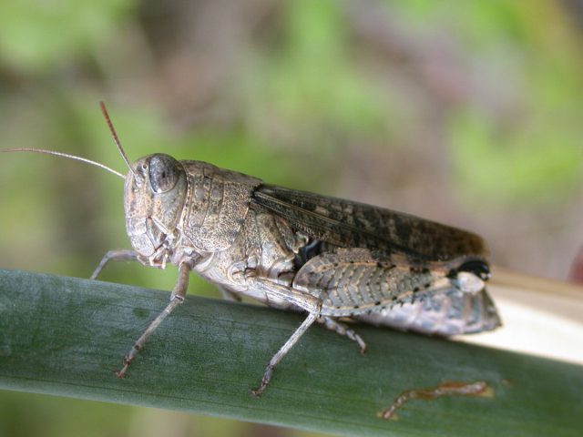 Итальянский прус (Calliptamus italicus) – немелкое насекомое до 4 см. Расцветка от коричневатой маскировочной в фазе кобылки до пёстрой с красными, чёрными, беловатыми пятнами, полосами, вкраплениями в фазе саранчи Итальянский прус (Calliptamus italicus) – немелкое насекомое до 4 см. Расцветка от коричневатой маскировочной в фазе кобылки до пёстрой с красными, чёрными, беловатыми пятнами, полосами, вкраплениями в фазе саранчи