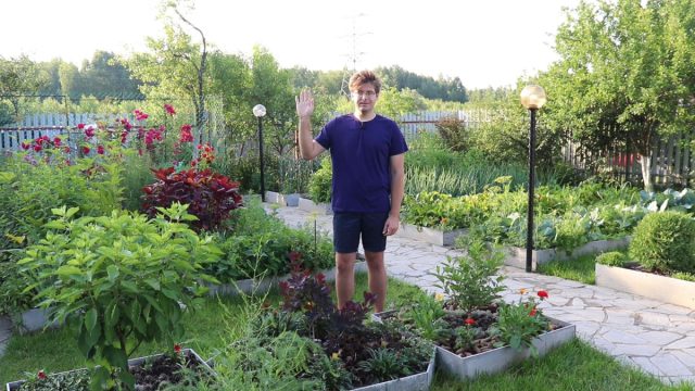 Что такое мучнистая роса, как с ней бороться и как предупредить?