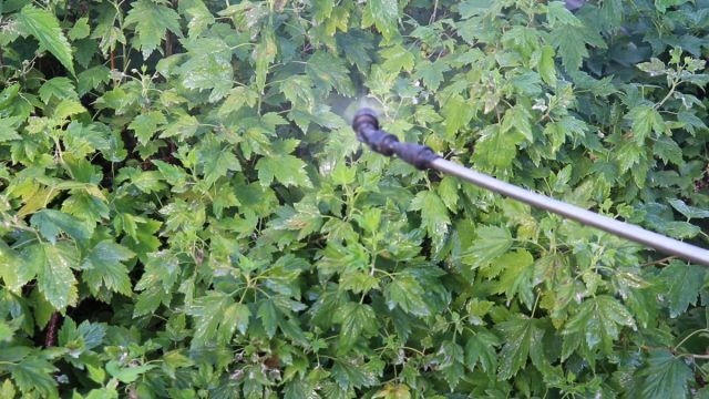 Мучнистую росу на смородине можно вылечить обработкой раствором бордоской жидкости. Это смесь воды, гашёной извести (известковое молоко) и медного купороса