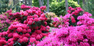 Цветник в розовом цвете — 10 лучших растений