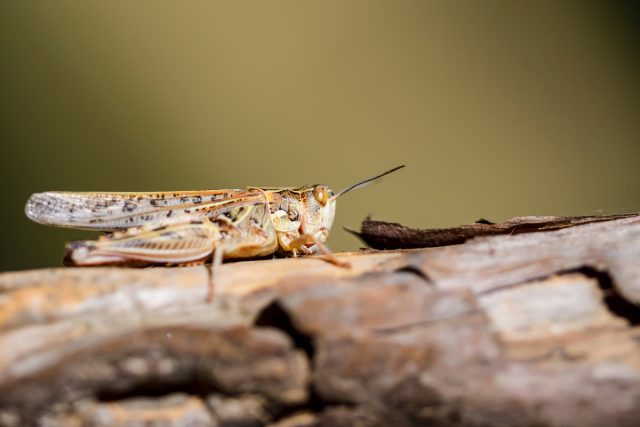 Мароккская или марокканская саранча (Dociostaurus maroccanus) обитает не только в Африке, но и в южных регионах России от западных границ до Казахстана Мароккская или марокканская саранча (Dociostaurus maroccanus) обитает не только в Африке, но и в южных регионах России от западных границ до Казахстана