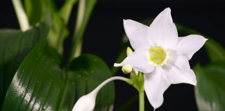 Самые красивые комнатные цветы — эухарис