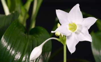 Самые красивые комнатные цветы — эухарис