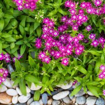Флокс Друммонда (Phlox drummondii) Флокс Друммонда (Phlox drummondii)