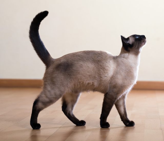 Сиамские кошки отличаются гибким, стройным, длинным и мускулистым телом. Задние лапы длиннее, чем передние. Вес от 2,5 до 6 кг. У кошек этой породы есть две отличительные черты – ярко-голубой цвет глаз