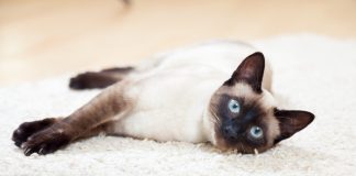 Голубоглазое чудо из Сиама — особенности симских кошек