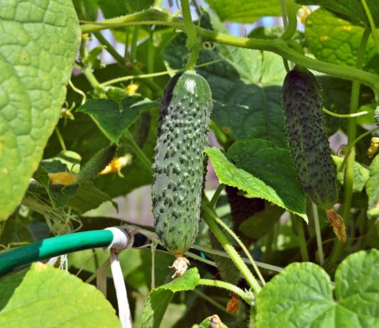 Избавляемся от горечи у огурцов — полезные советы - Овощи Избавляемся от горечи у огурцов — полезные советы