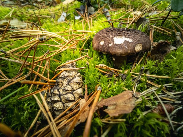 Чёрный груздь (Lactarius necator) Чёрный груздь (Lactarius necator)