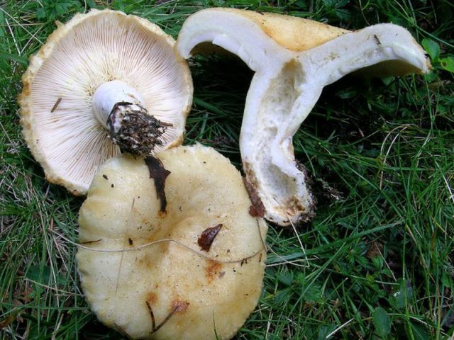 Груздь настоящий (Lactarius resimus), или груздь белый Груздь настоящий (Lactarius resimus), или груздь белый