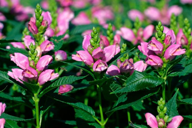 Хелона косая (Chelone obliqua) Хелона косая (Chelone obliqua)
