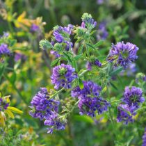 Второй способ борьбы с бодяком — применение сидеральных культур. Лучше всего для этих целей подойдет люцерна