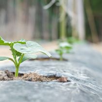 Третий способ борьбы с бодяком — мульчирование или применение плотных светонепроницаемых нетканых материалов