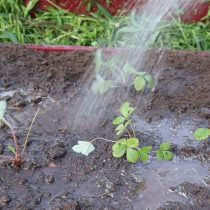 Пустоты засыпаем почвой и слегка утрамбовываем. Обильно проливаем водой (ведро на квадратный метр)