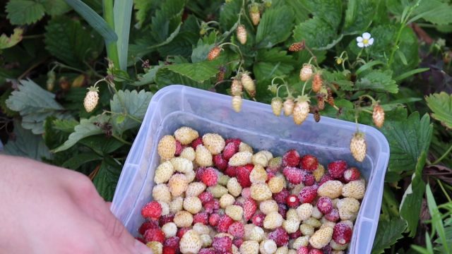 Ремонтантную землянику можно будет собирать весь сезон и использовать как в виде свежих десертов, так и для всевозможных зимних заготовок