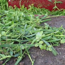 После завершения всех мероприятий замульчируйте гряду слоем в 5-7 см