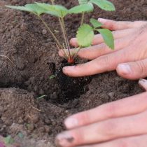 Землянику вместе с корневым комом извлекаем из стаканчика или кассеты и переваливаем в подготовленные лунки, стараясь расположить их по центру