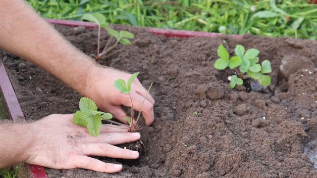 Как пересадить ремонтатную землянику в открытый грунт?