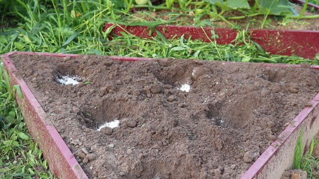 Почву под лунки рыхлим и удаляем весь мусор, надземные части и корни сорных растений. Делаем лунки и вносим в них подкормки