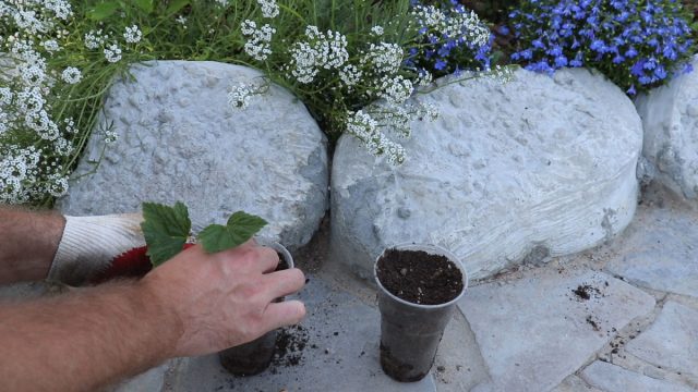 Как размножить чёрную смородину летом без хлопот? Как размножить чёрную смородину летом без хлопот?