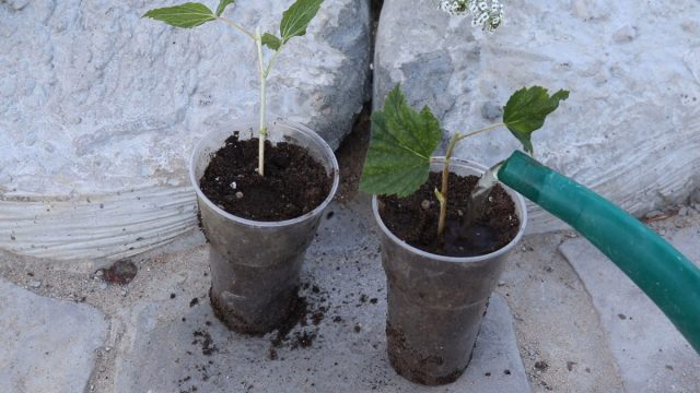 Заготовленные черенки также можно высадить для укоренения отдельные стаканчики Заготовленные черенки также можно высадить для укоренения отдельные стаканчики