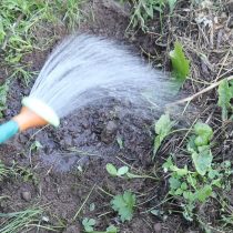 Сверху присыпаем отводок слоем земли не больше 2 см, предварительно удалив листья на подземном участке. Проливаем водой Сверху присыпаем отводок слоем земли не больше 2 см, предварительно удалив листья на подземном участке. Проливаем водой