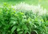Какие лечебные травы вырастить в саду? Часть первая
