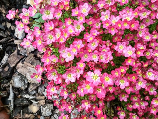 Камнеломка (Saxifraga) Камнеломка (Saxifraga)