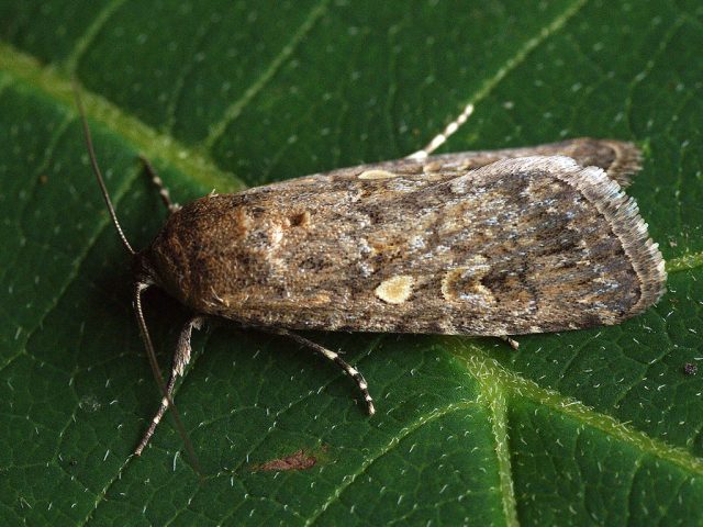 Помидорная совка (Spodoptera exigua), или карадрина, известная также как совка малая, или листовой хлопковый червь, является распространенным и многоядным вредителем семейства Ночниц Помидорная совка (Spodoptera exigua), или карадрина, известная также как совка малая, или листовой хлопковый червь, является распространенным и многоядным вредителем семейства Ночниц