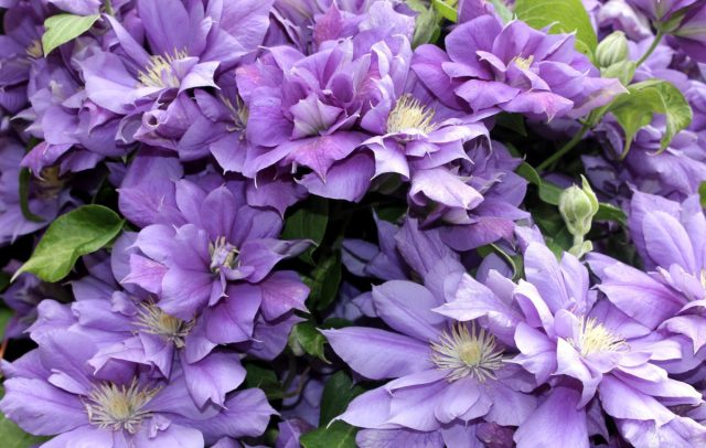 10 самых красивых сортов клематиса