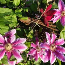 Клематис «Май Бьюти» (Clematis 'My Beauty')