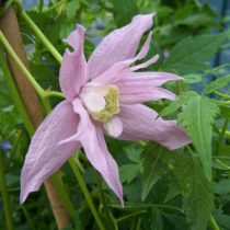 Клематис «Маркхамс Пинк» (Clematis 'Markhams Pink') © perryhillnurseries