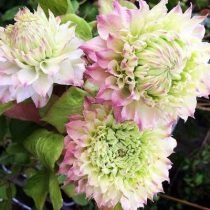 Клематис «Мидори» (Clematis 'Midori')